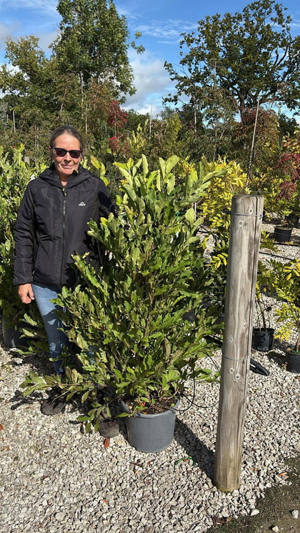 Magnolia Stellata Waterlily 15 Litre Pot
