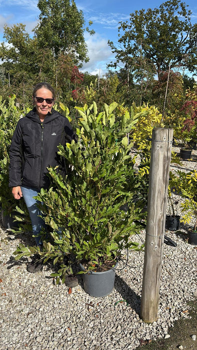 Magnolia Stellata Waterlily 15 Litre Pot