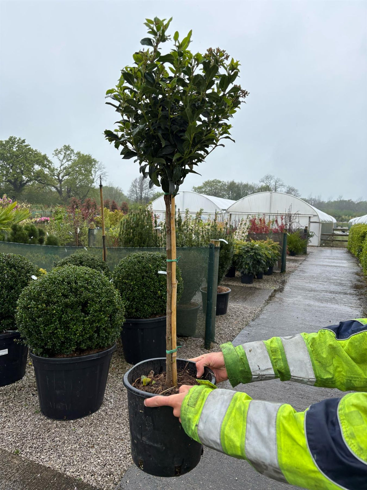 Viburnum Tinus Eve Price 1/4 Standard 7 Litre Pot