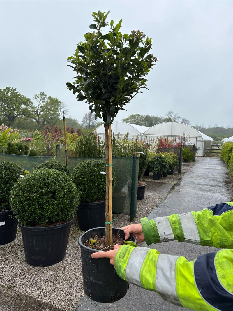 Viburnum Tinus Eve Price 1/4 Standard 7 Litre Pot