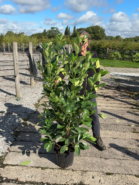 Cherry Laurel Hedging 125-150cm 10 Litre Pot