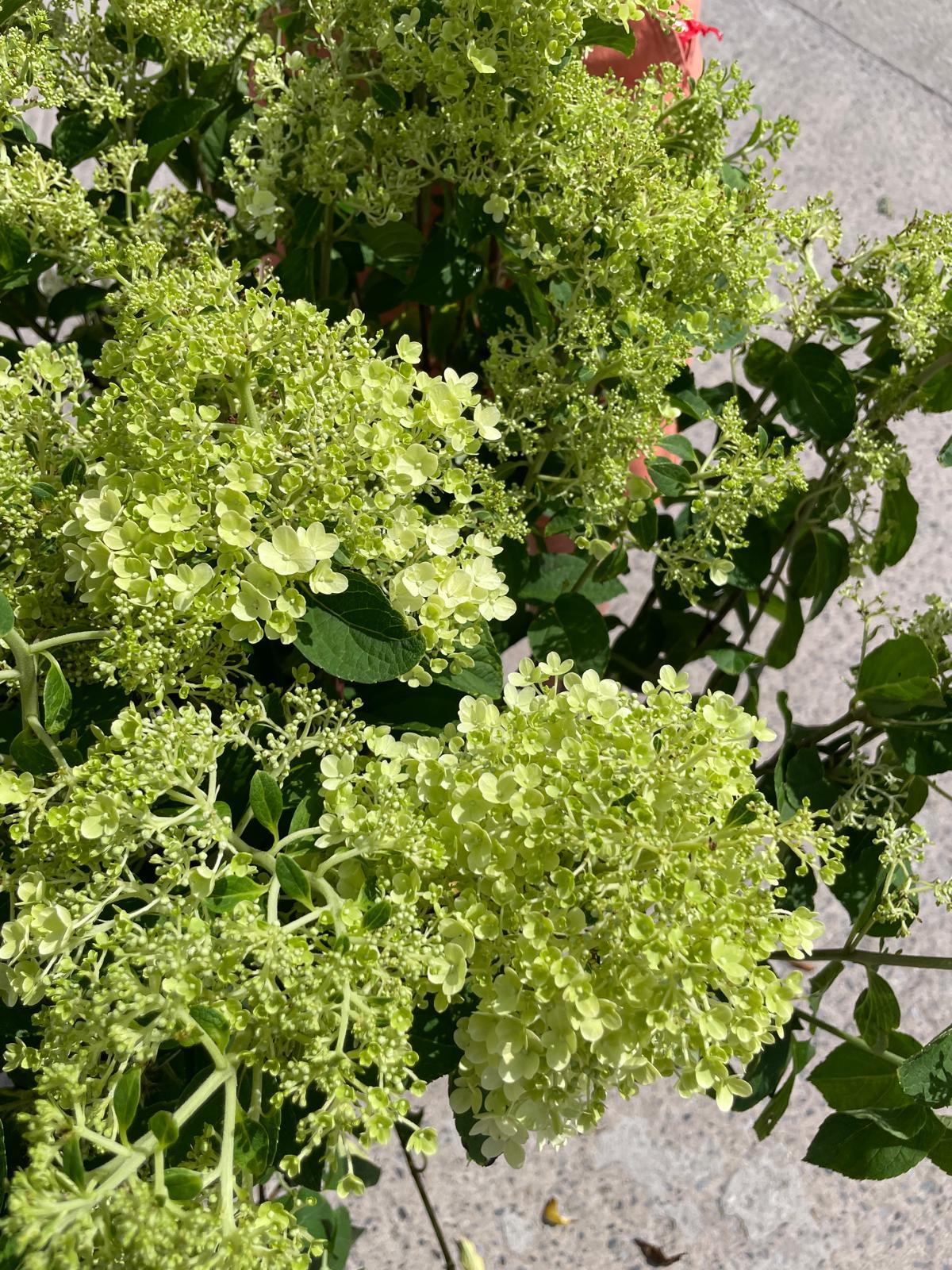 Hydrangea Paniculata Bobo 20 Litre Pot 70-80cm