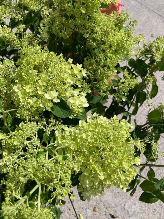 Hydrangea Paniculata Bobo 20 Litre Pot 60-80cm