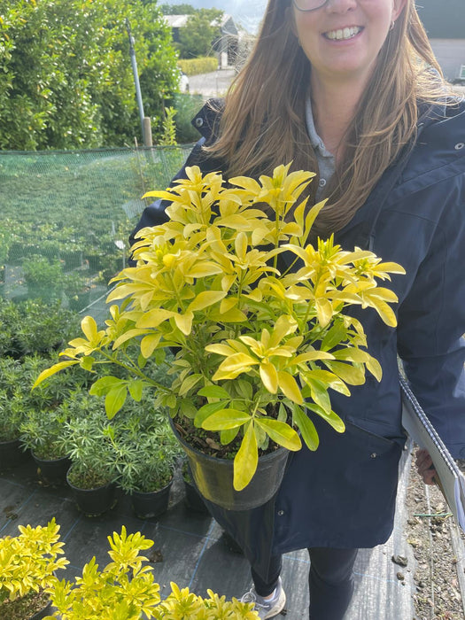 Choisya Ternata Sundance 3 Litre Pot