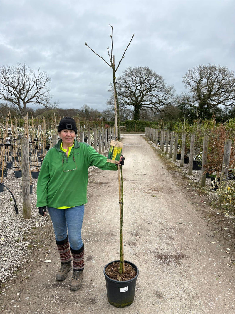 Laburnum wat. Vossii 18 Litre Pot 180cm Stem