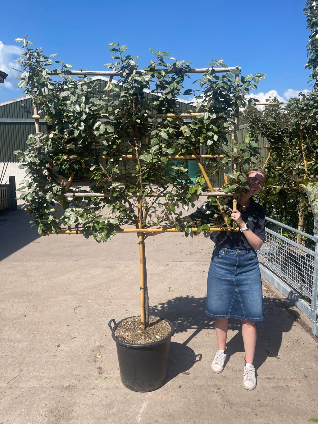 Pleached Trees for Sale in the UK | Specialist Grown & Delivered ...