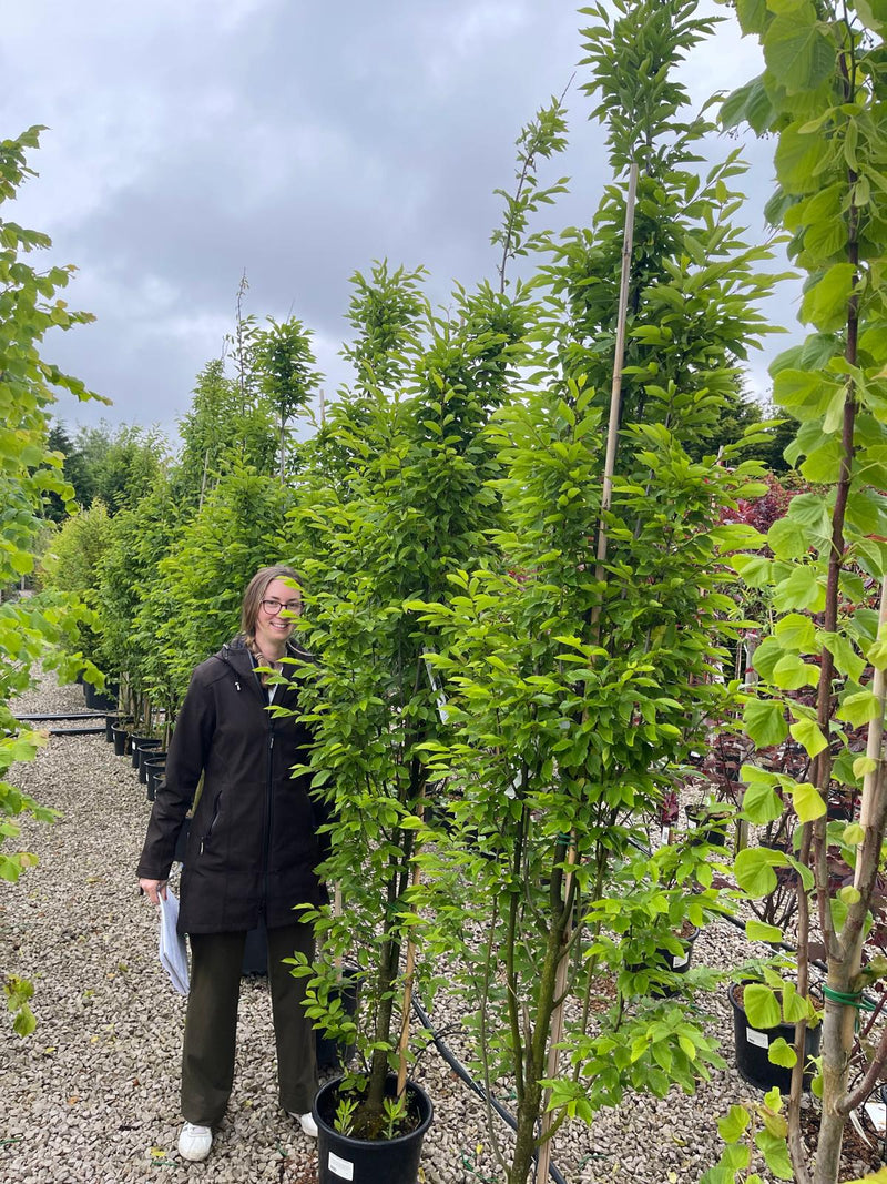 Carpinus Betulus Fastigiata 15 Litre Pot