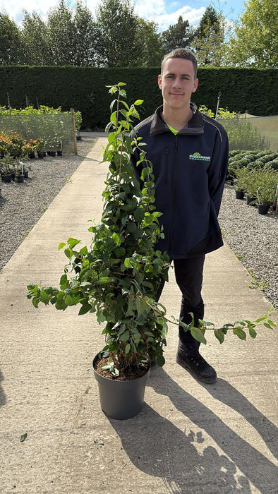 Philadelphus Snowbelle 12 Litre Pot 100/125cm