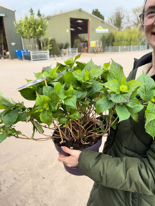 Hydrangea Teller Forever & Ever Blue 5 Litre Pot