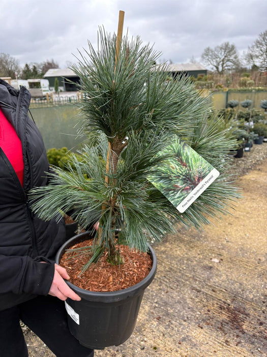 Pinus fl. Vanderwoolfs Pyramid 15 Litre Pot