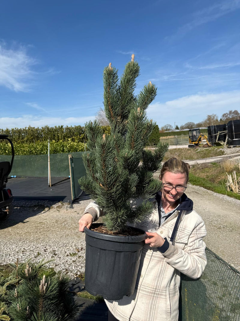 Pinus Nigra Oregon Green 25 Litre Pot