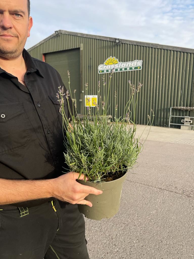 Lavender Munstead 5 Litre Pot