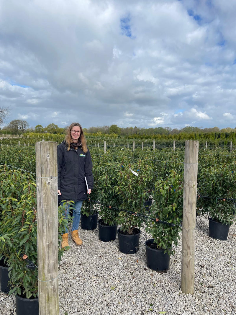 Portuguese Laurel Hedging 15 Litre Pot 90/100cm