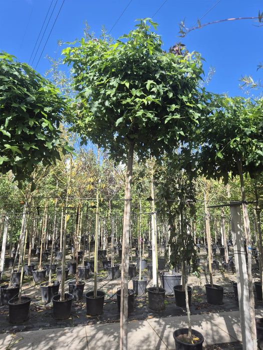 Liquidambar s. Gumball 8/10cm Girth Root Ball Delivery Jan/Feb