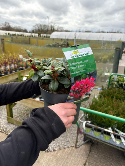 Rhododendron Scarlet Wonder 2.3 Litre Pot