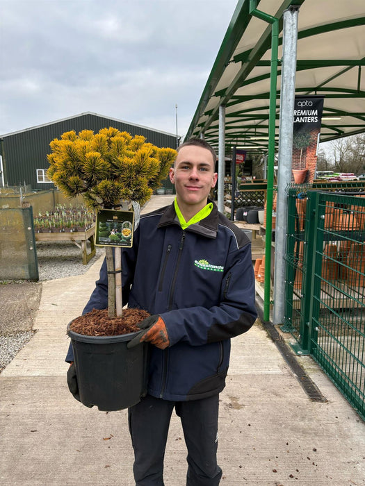 Pinus Carstons Wintergold 15 Litre Pot 50cm Stem