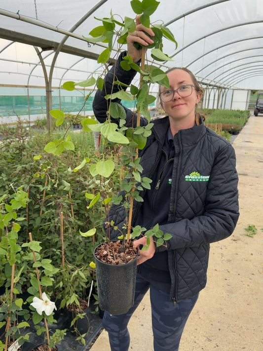 Clematis 'Madame Le Coultre'  2 Litre Pot