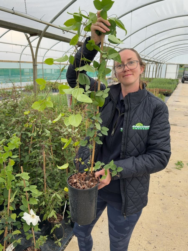 Clematis 'Madame Le Coultre'  2 Litre Pot