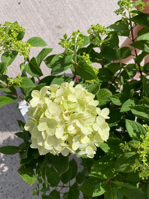 Hydrangea Paniculata Little Lime Punch 20 Litre Pot 60-80cm