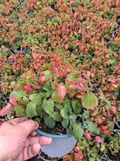Epimedium Rubrum 2 Litre Pot