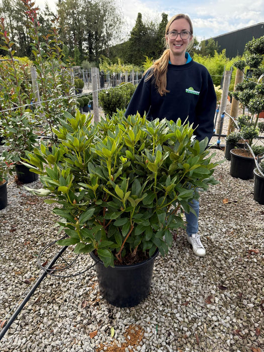 盆栽⑧ Rhododendron Hybrid Cunningham's White 40 Litre Pot Super Specimen