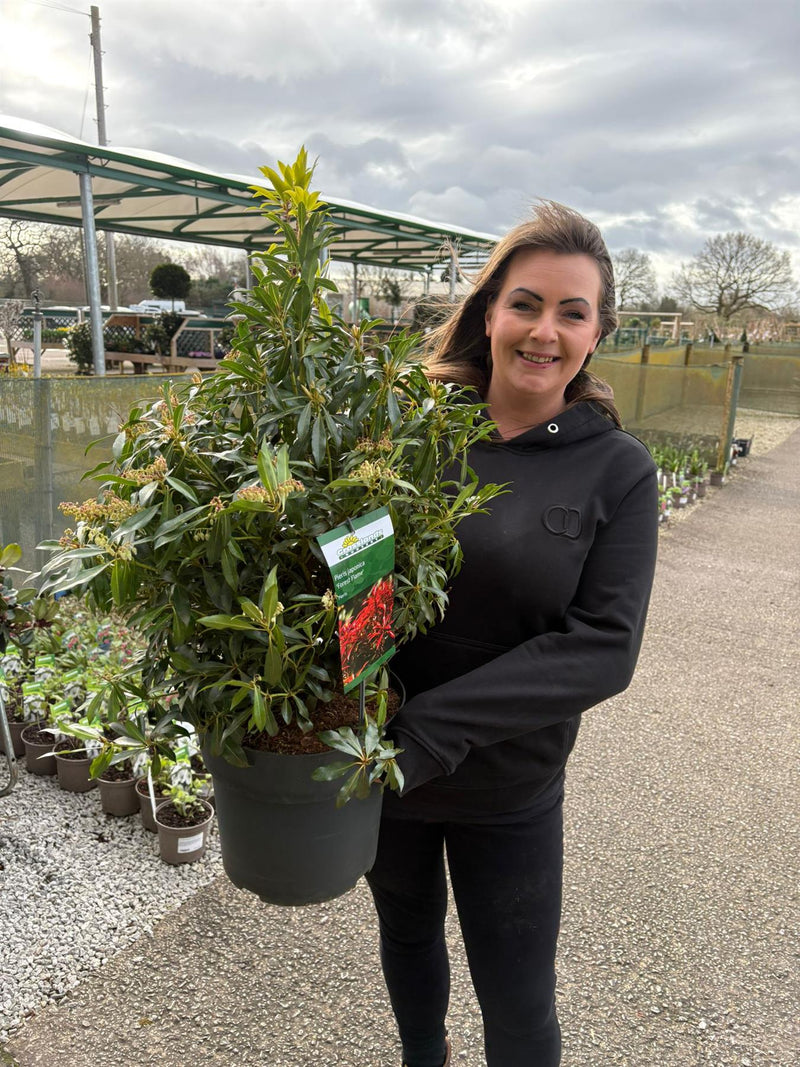 Pieris japonica Forest Flame 10 Litre Pot