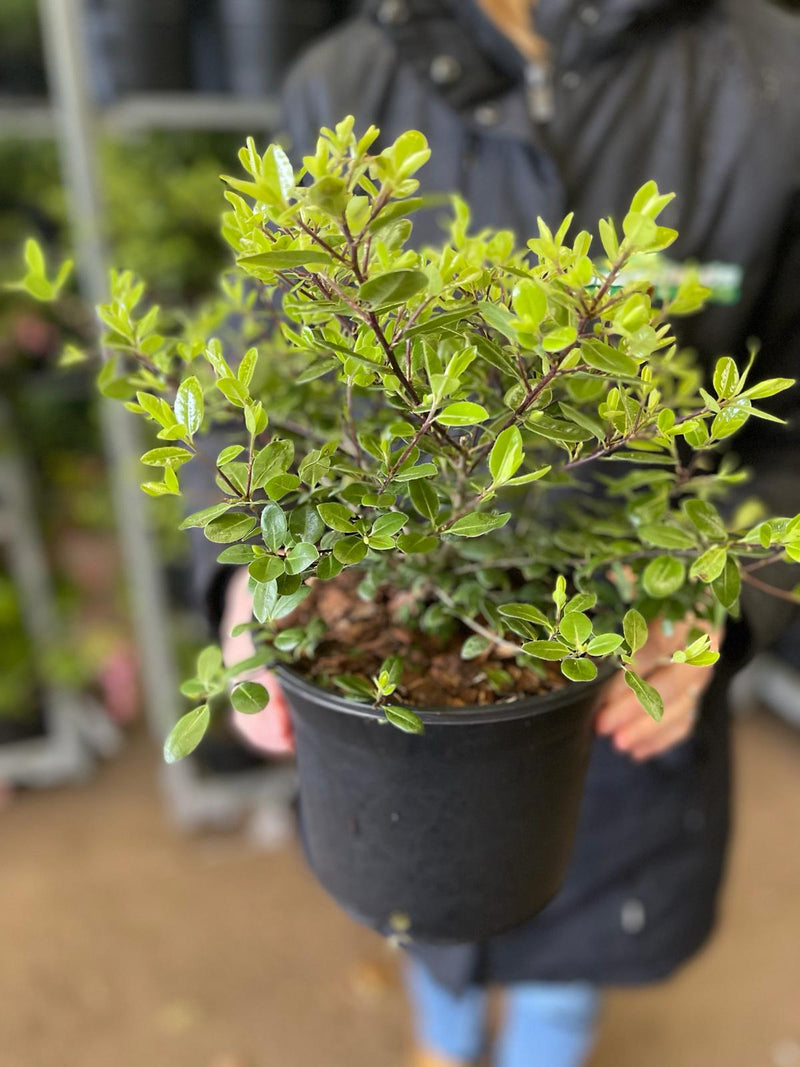 Pittosporum Tenuifolium Golf Ball 3 Litre Pot