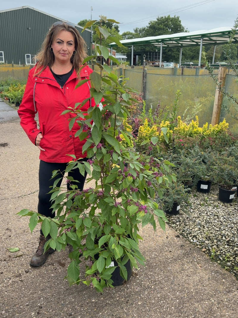Callicarpa bod. Magical Purple Giant 20 Litre 100/125cm