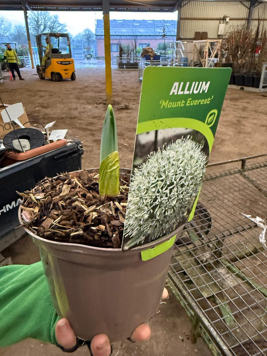 Allium Mont Everest 2 Litre Pot