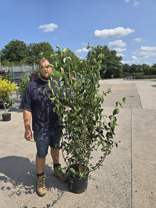 Cornus Mas 20 Litre Pot 150-175cm Tall