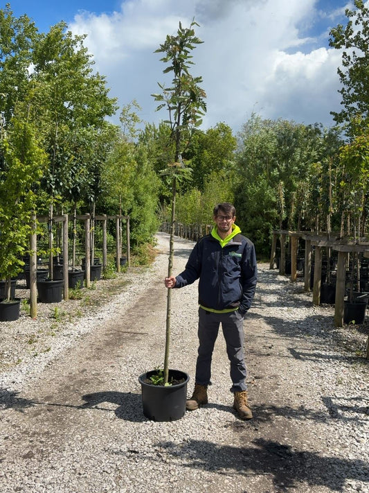 Sorbus Aucu. Fastigiata Standard 8-10 cm Girth