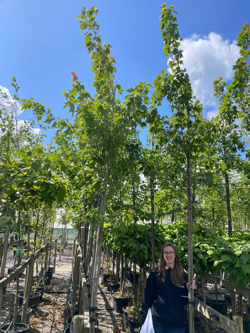 Acer Rubrum Red Sunset 8-10cm Girth