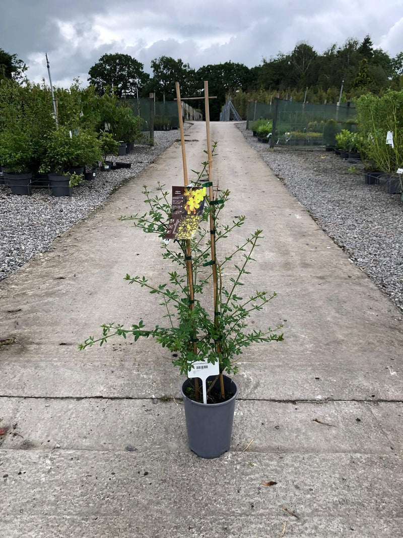 Jasmine Nudiflorum 4 Litre Pot