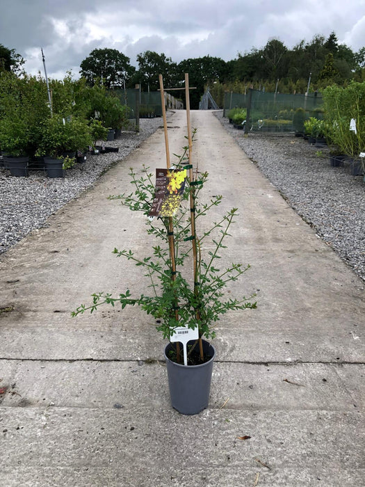 Jasmine Nudiflorum 4 Litre Pot