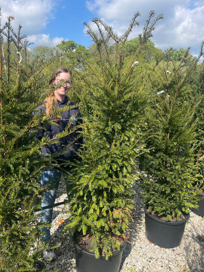 Yew Hedging 150-175cm 40 Litre Pot
