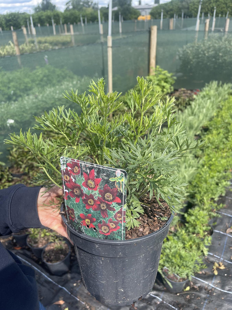Pulsatilla Vulgaris Rubra  3 Litre Pot