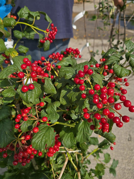 Viburnum Opulus Compactum 20 Litre Pot 100/125cm