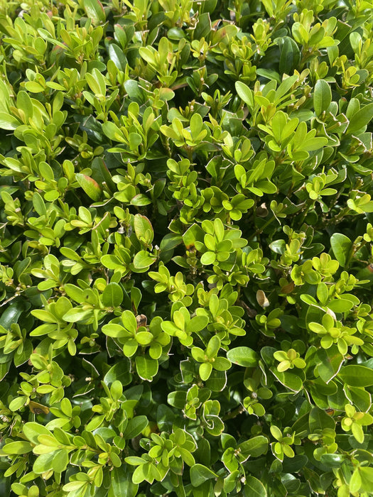 Buxus Ball 7.5 Litre Pot 30-35cm