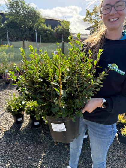 Azalea Japonica Violetta 5 Litre Pot