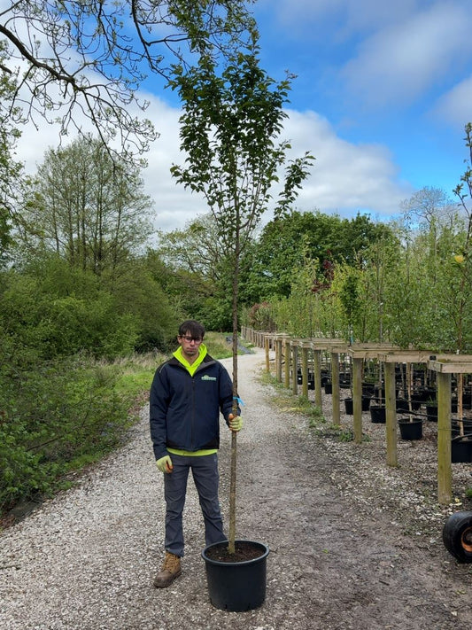 Prunus Spire Standard 8-10cm Girth