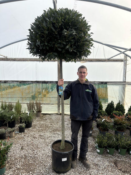 Laurus Nobilis 35 Litre Pot Standard 150cm Stem