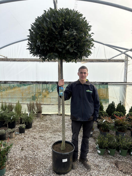 Laurus Nobilis 35 Litre Pot Standard 150cm Stem