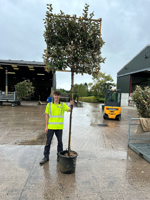 Elaeagnus Ebb. Compacta Pleached 8/10cm G. 180cm Stem 120x120cm Frame