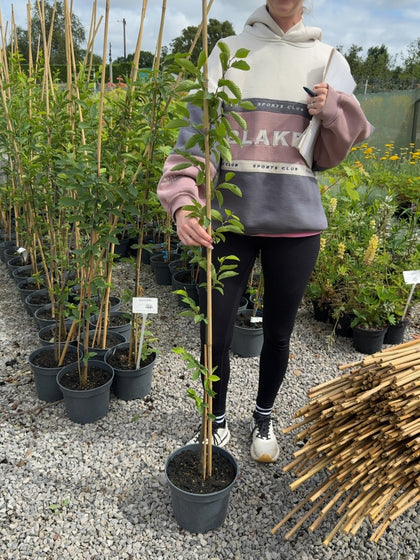 Carpinus betulus Fastigiata - Hornbeam Tree 5 Litre Pot