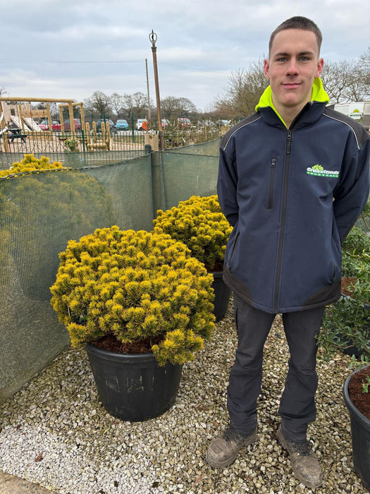 Pinus Carstons Wintergold 80 Litre Pot
