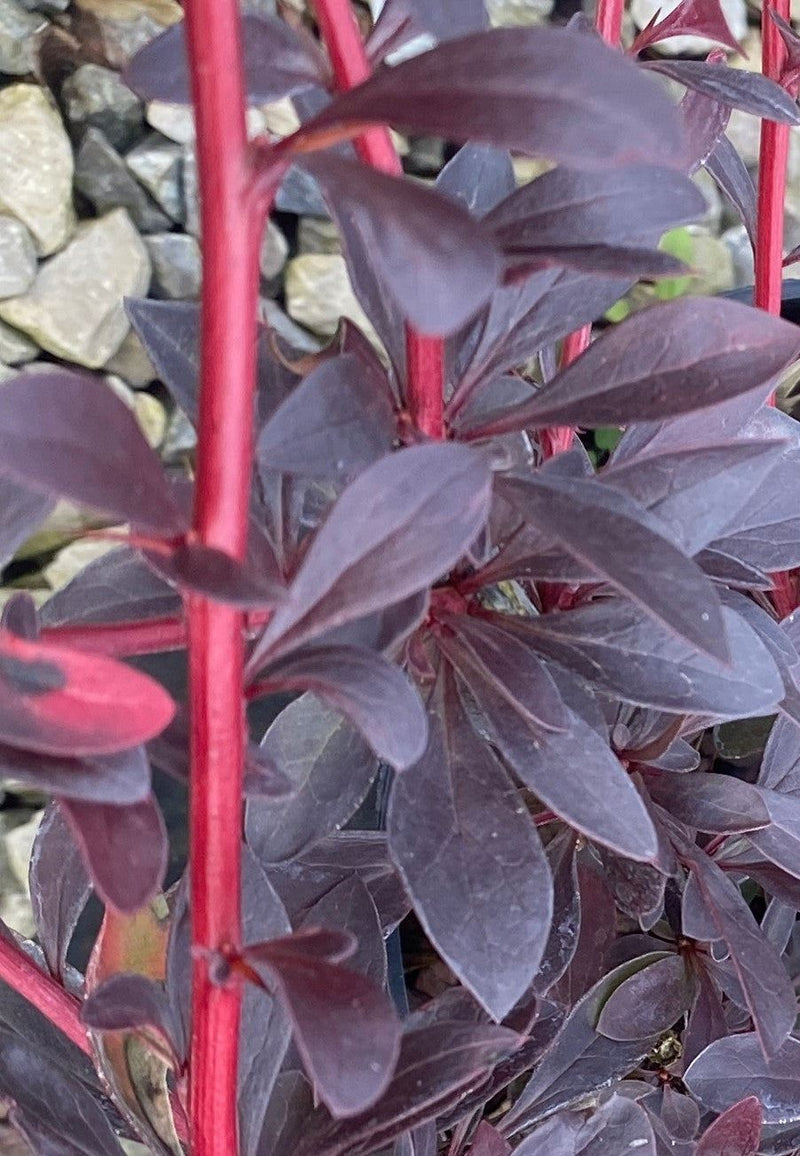 Berberis Hedging Red Chief 2 Litre Pot