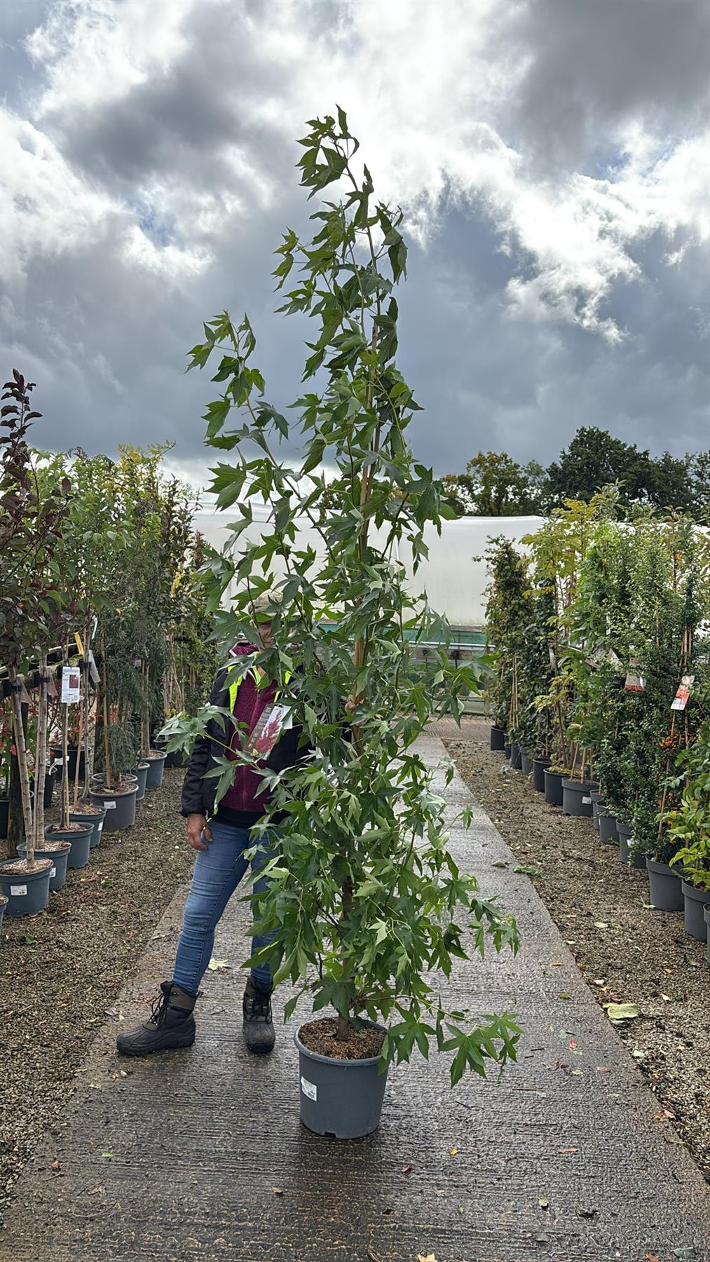 Liquidambar styraciflua Worplesdon 15 Litre Pot