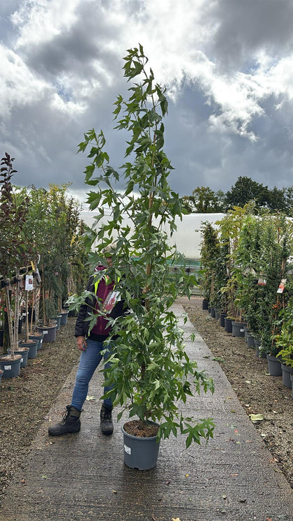 Liquidambar styraciflua Worplesdon 15 Litre Pot