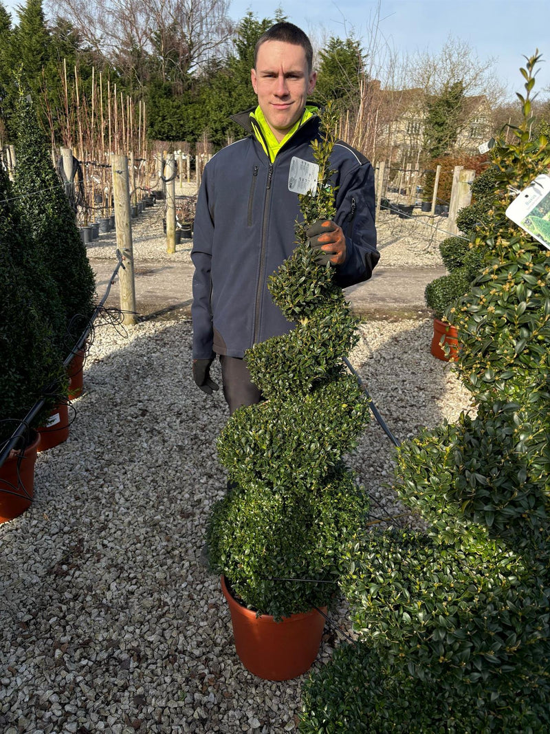 Box Sempervirens Spiral 20 Litre Pot 120/130cm