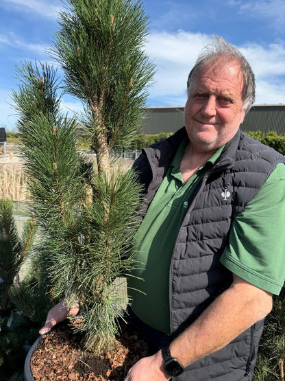 Pinus Nigra Green Tower 20/30 Litre Pot